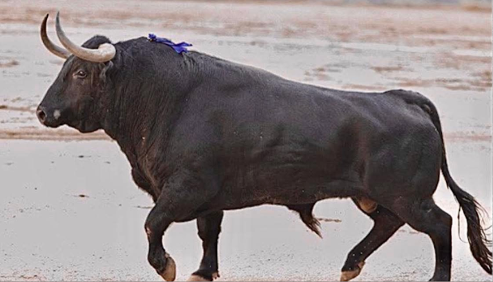 Toro de lidia